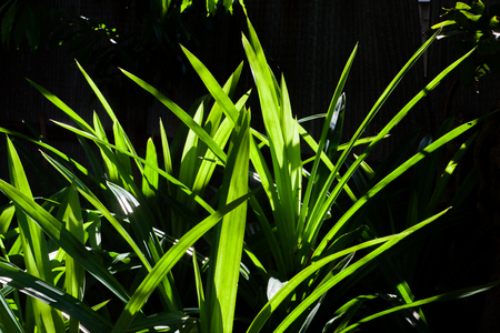 Green pandan leaves, a symbol of healthy natural green food.の写真素材