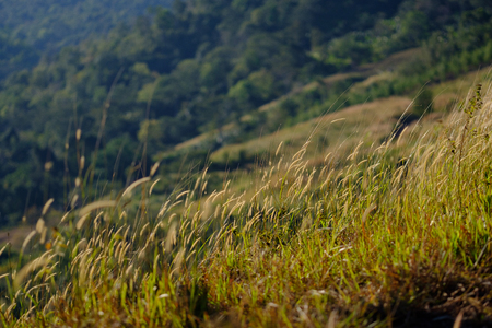Grass field flourishing amid mountainous scenery.の写真素材