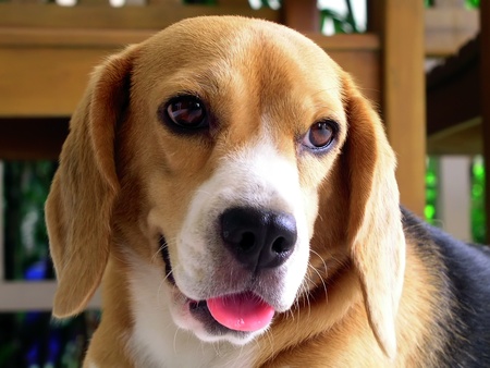 Beagleの写真素材