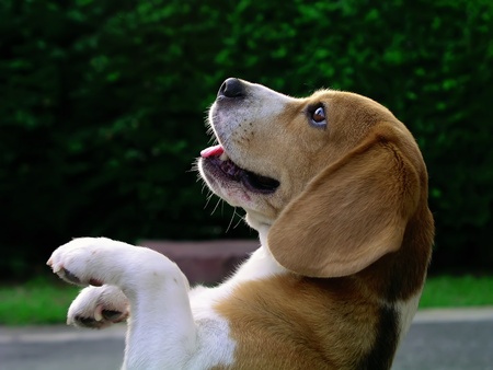 Look up beagle の写真素材