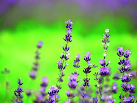 Lavender Hokkaidoの写真素材