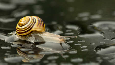 Snail drowningの写真素材
