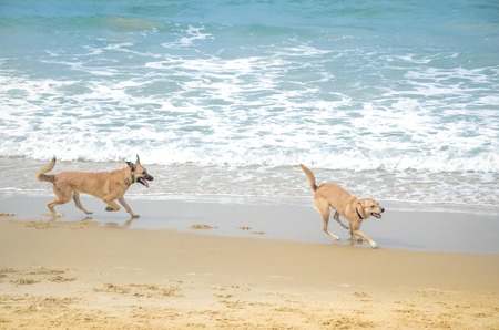 Two adorable dogs playing near Mediterranean Seaの写真素材