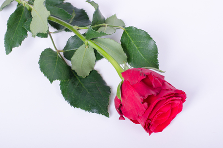 beautiful red rose isolated on white backgroundの写真素材