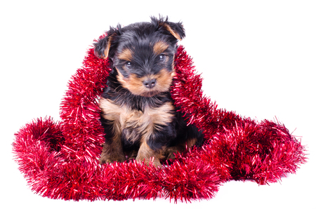 Yorkshire Terrier puppy sitting with Christmas balls and decor, 2 months old, isolated on white. New year dog.の写真素材