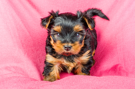 Portrait of  yorkshire terrier puppy with pink bow, 2 months old on pink backgroundの写真素材
