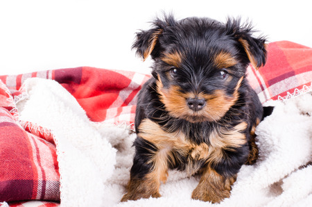 Portrait of  yorkshire terrier puppy, 2 months old, isolated on white.の写真素材