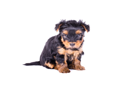 Yorkshire terrier puppy sitting, 2 months old, isolated on white.の写真素材