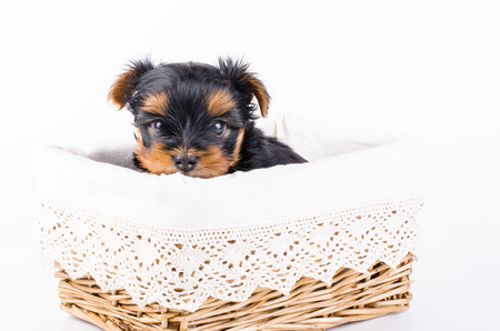 Yorkshire terrier puppy in white box, 2 months old, isolated on white.の写真素材