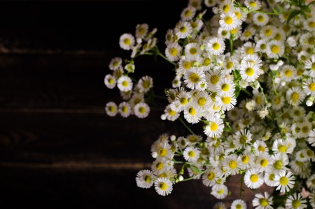 Fresh chamomiles flowers on brown wooden background. Free space for your text.の写真素材