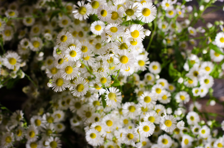 Fresh chamomiles flowers on brown wooden background. Free space for your text.の写真素材