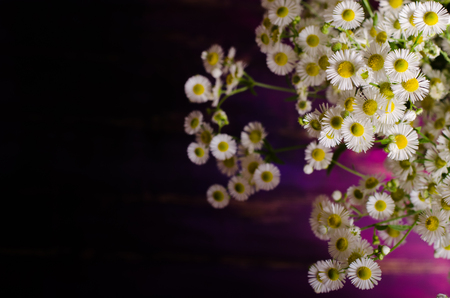 Chamomiles flowers on purple wooden background. Free space for your text.の写真素材