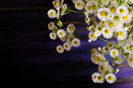 Chamomiles flowers on blue wooden background. Free space for your text.の写真素材