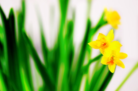 Bright yellow daffodils, narcissus. Spring and Easter. Free space for your text.の写真素材
