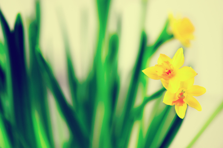 Bright yellow daffodils, narcissus. Spring and Easter. Free space for your text.の写真素材