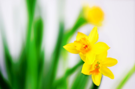 Bright yellow daffodils, narcissus. Spring and Easter. Free space for your text.の写真素材