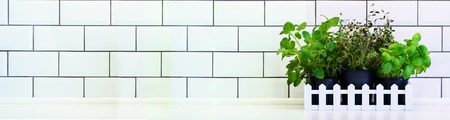 Mint, thyme, basil, parsley - aromatic kitchen herbs in white wooden crate on kitchen table, brick tile background. Potted culinary spice plants. Minimalistic lifestyle concept. Copyspace. Banner.の写真素材
