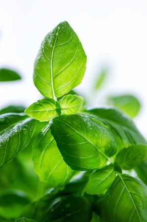 Fresh basil leaves, herb with water drops and sunlight on white background. Macro. Close up. Copy spaceの写真素材