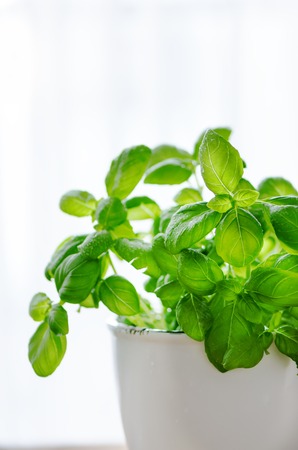 Fresh basilic in pot, herb with water drops and sunlight on white background. Macro. Close up. Copy spaceの写真素材