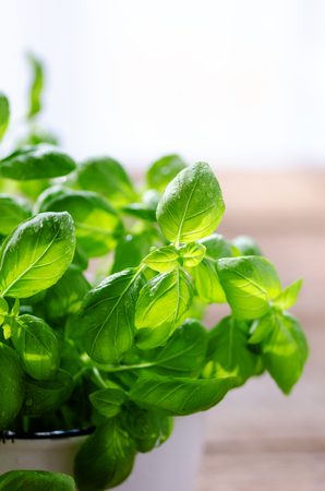 Fresh basil leaves, herb with water drops and sunlight on white background. Macro. Close up. Copy spaceの写真素材