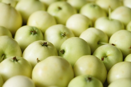 Top view of green apple. Background, concept, copy space, macroの写真素材