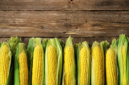 Fresh corn on cobs on vintage rustic wooden background, closeup, top view, copy spaceの写真素材