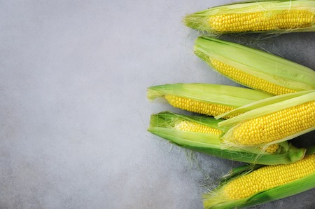 Fresh corn on cobs on light grey concrete background, closeup, top view, copy spaceの写真素材