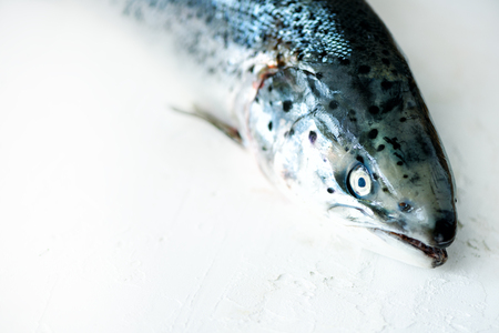 Fresh salmon fish white concrete background prepared for filing. Copy space, top viewの写真素材