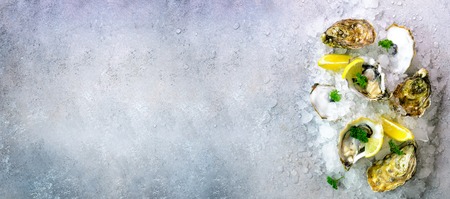 Fresh opened oysters, lemon, herbs, ice on concrete stone grey background. Top view, copy space. Bannerの写真素材