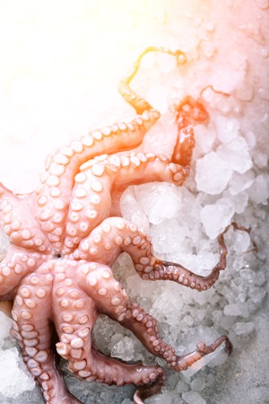 Fresh raw octopus on ice, grey concrete background. Top view, copy space. Toned sunny effect and sunlightsの写真素材