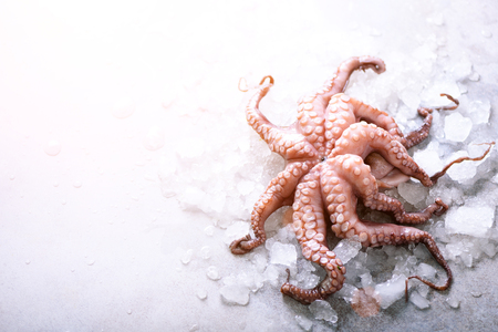 Fresh raw octopus on ice, grey concrete background. Top view, copy space. Toned sunny effect and sunlightsの写真素材