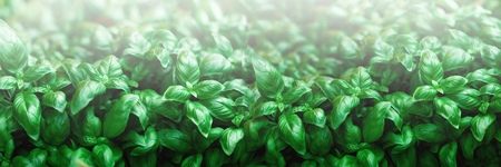 Fresh basil background.の写真素材