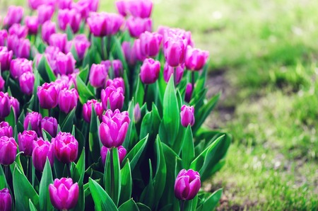 Violet, purple, lilac tulips background.の写真素材