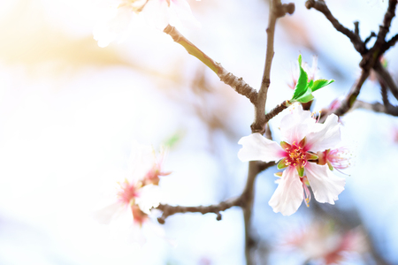 Flowering almond tree. Blooming almond flower.の写真素材