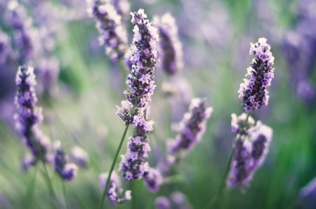 Provence nature background. Lavender field in sunlight with copy space. Macro of blooming violet...