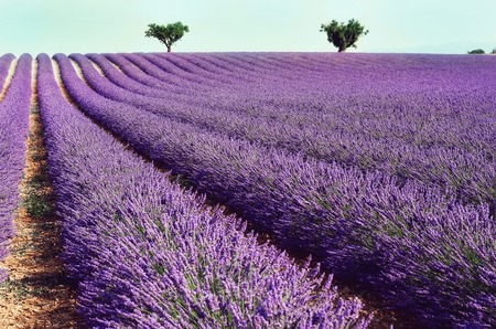 Lilac lavender field, summer landscape near Valensole in Provence, France. Nature background with copy space.の写真素材