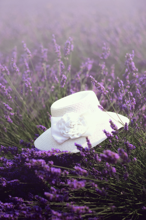 White womans hat on violet lavender bushes. Summer landscape near Valensole in Provence, France. Lilac lavender field. Nature background with copy space.の写真素材
