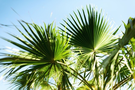 Palm trees against blue sky with sun lights. Tropical background with copysapce. Summer, holiday and...