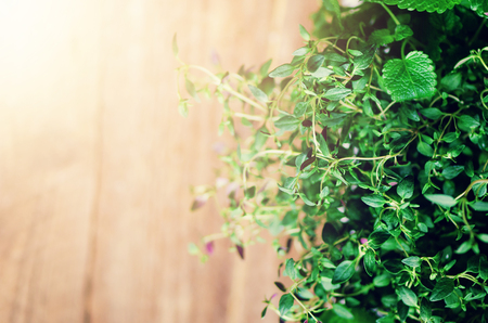 Abstract spring or summer concept. Organic herbs (melissa, mint, thyme, basil, parsley) on wooden background with sunlight and sunny leaks. Banner. Copyspaceの写真素材