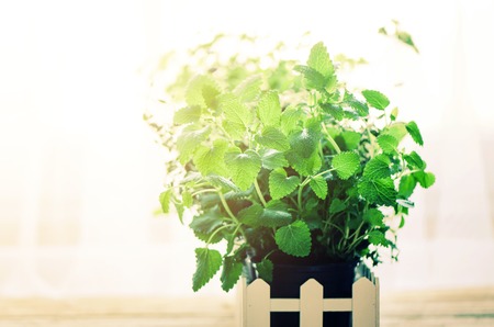 Organic green herbs (melissa, mint, thyme, basil, parsley) in pots and white fence. Toned filter. Copy space. Summer, spring background with sunny leaksの写真素材