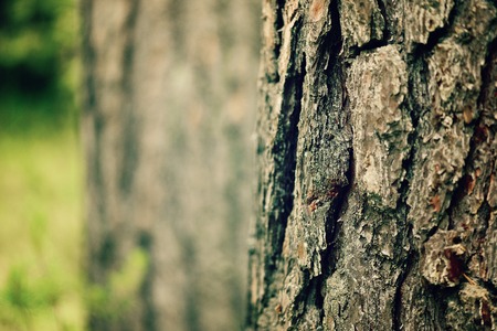 Dry tree bark background. Abstract wooden texture with copy space.