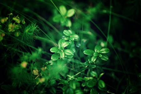 Small green leaves texture in forest. Wild nature. Summer concept. Copy space. Banner. Soft focus.の写真素材