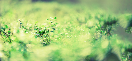 Green natural background, out of focus. Forest bokeh. Banner. Copy space. Blurred abstract texture. Summer concept. Wild natureの写真素材