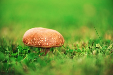 Large boletus in forest, edible mushroom porcini with sun leaks effect. Banner. Copy space. Found mushrooms under a tree during mushroomingの写真素材