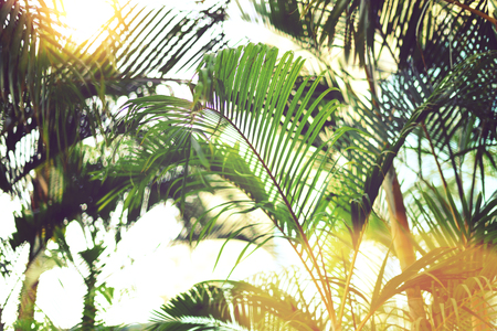 Palm trees over sky. Summer, holiday and travel concept with copy space. Palm branches with sun light effect. Background for design. Tropical jungle viewの写真素材