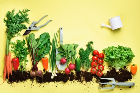 Organic vegetables and garden tools. Top view. Carrot, beet, pepper, radish, dill, parsley, tomato, lettuce on yellow background with copy space. Veggies growing in soil. Vegan, eco conceptの写真素材