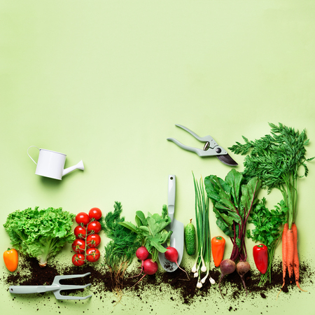Organic vegetables and garden tools on green background with copy space. Square crop. Top view of carrot, beet, pepper, radish, dill, parsley, tomato, lettuce. Vegan, eco conceptの写真素材