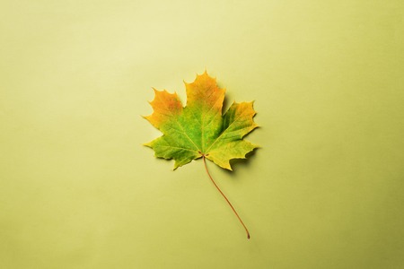 Maple leaf on green background with copy space. Golden autumn concept. Sunny day, warm weather. Top...