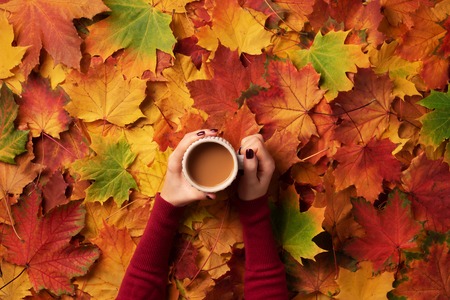 Autumn flat lay. Female hands with cup of coffee over colorful maple leaves background. Top view....