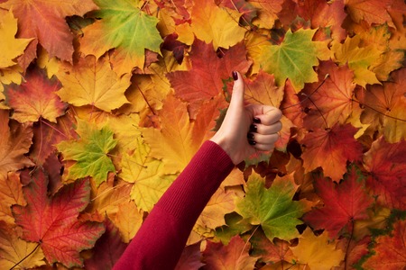 Female hand with red manicure holding gesture of likeness over colorful maple leaves background. I...